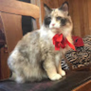 Meet your Posher, Cachell